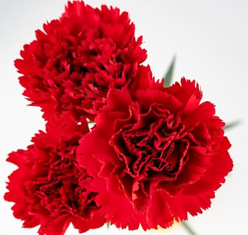 Semi fiori GAROFANO ROSSO In Busta Ermetica MADE IN ITALY Qualità superiore con 95% di germogliazione con istruzioni