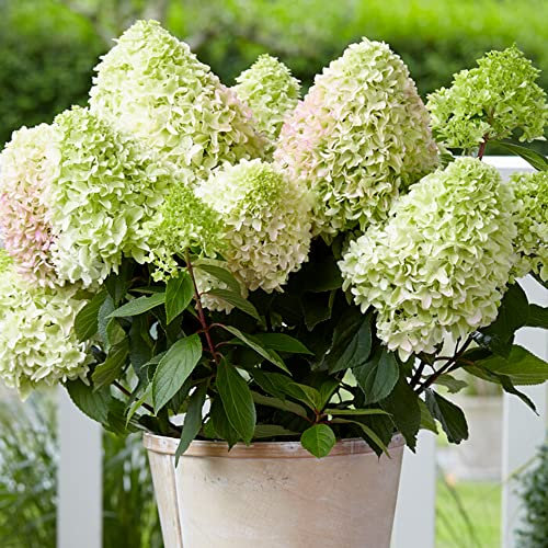 Hydrangea Little Fresco | Hardy Deciduous Perennial Garden Shrub in 9cm Pot | Outdoor Plant with Green and Pink Flowers | Garden Ready Plants