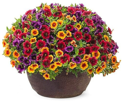 PERZOE 120 Piezas de Semillas de Flores Mixtas de Gloxinia Calibrachoa Petunia, Planta de bonsái de jardín Semillas de Gloxinia 120 Piezas
