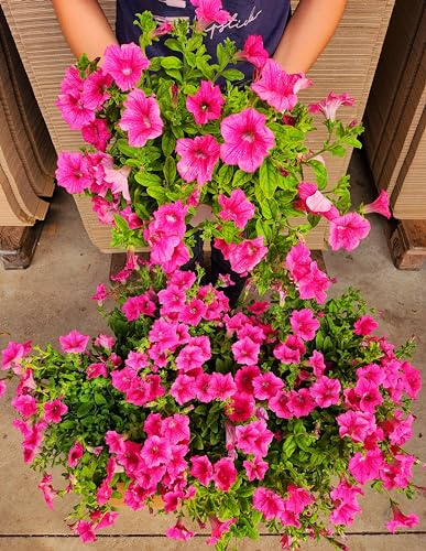 POWERS TO FLOWERS - SURFINIA CLASSICA RICADENTE, ROSA, 6 PIANTE VASO 14, piante vere