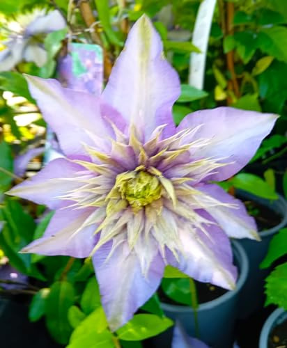 clématite hybride clématite multicolore bleue 40-60 cm plante grimpante résistante au froid