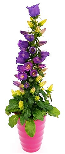 POWERS TO FLOWERS - CAMPANULA APPEAL BLU IN VASO CERAMICA FUCSIA A CERCHI CONCENTRICI, pianta vera