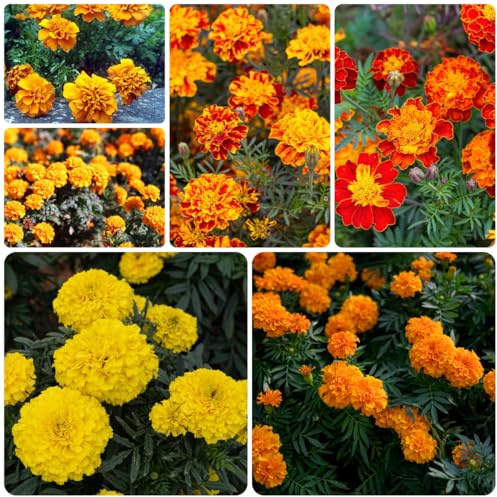 semillas de caléndula perennes resistentes, jardín comprar para decoración, 650pcs