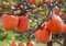 Frische neue 80 Stuck Kaki-Frucht:Seeds Only