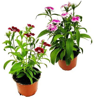 Clavel Chino Pack de 2 Unidades Plantas con Flores para Terraza o Jardín