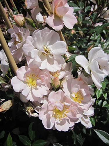 Rosa Auguste Gervais - Ramblerrose Auguste Gervais - Barbier Rose