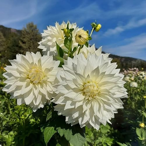 Votaniki Snow Country Dahlia Bulbs - Perennial, Attract Pollinators, Large Blooms, Dinnerplate Dahlia Flower Bulbs for Planting | Easy to Grow (2 Pack)
