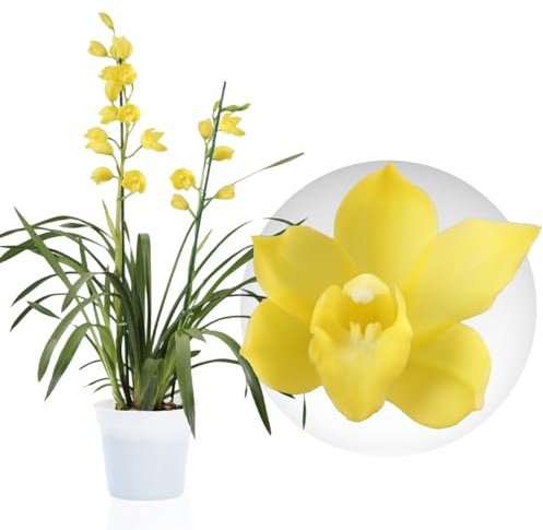 Orchidée Cymbidium Jaune - 1 Plante Intérieur Naturelle - 60-70 cm - Pot de 14 cm - Avec fleurs et parfumée - Naturelle Plante de Hollande (pas de graines, non artificiellele)