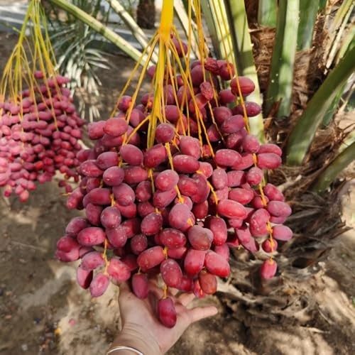 semillas de palmera datilera - Decoración del balcón orgánicas variedades antiguas 5pcs