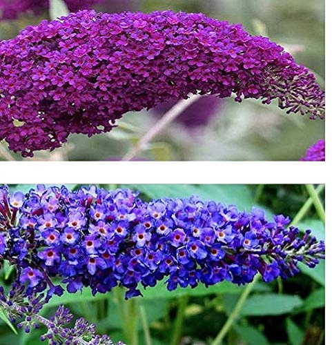 2 x Buddleja (Sommarsyren): Empire Blue + Pink Delight - Blå/Rosa, Perenn och Härdig - Buddleia | 2 x 2-liters krukor