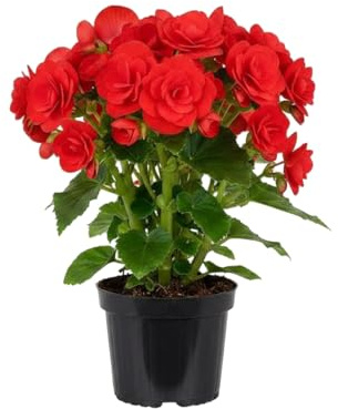 Planta Natural Begonia Hiemalis DECOALIVE Begonia Roja de Flor en Maceta de 14 cm