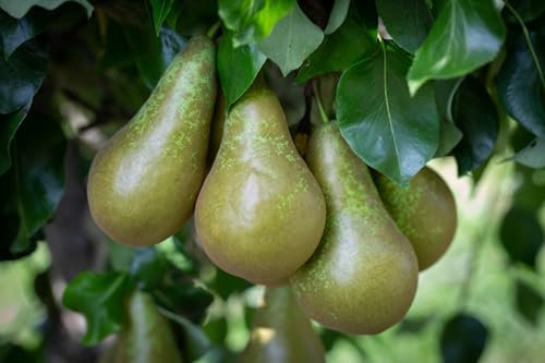 Frank P Matthews Pear Tree 'Conference', 12L Container, Quince A Rootstock, Bush, Semi-Vigorous Tree