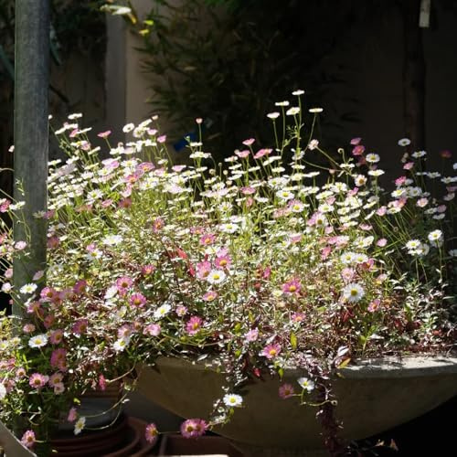 Semillas de margarita española, semillas de silvestres Erigeron karvinskianus, Decoración de jardín para exteriores 300pcs