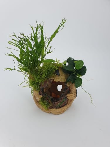 Garnelenbäumchen Polyresin Fischhaus, Laichhöhle ca.10x11 cm mit echtem Farn,Anubias uns Moos bepflanzt