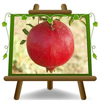 Grenade Parfianka - Plante fruitière sur pot 20 - arbre max 170 cm - 2 ans