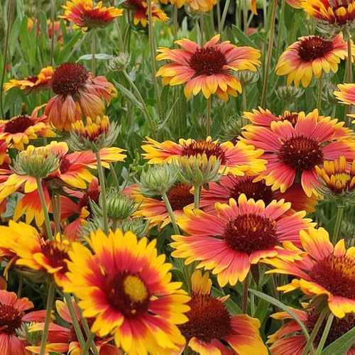 Semillas de Gaillardia, semillas de manta, de semillas de para invitados de jardín de rocas resistentes 50pcs