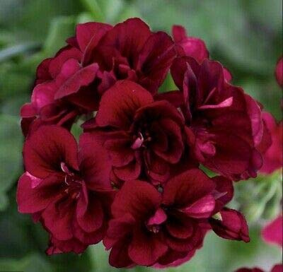 Seeds - 10 Dark Burgundy Geranium Seeds Hanging Basket Perennial Flowers Seed Flower, Flowering Seeds