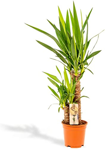 Planta de Interior Yuca 2 Troncos Planta Viva y Elegante