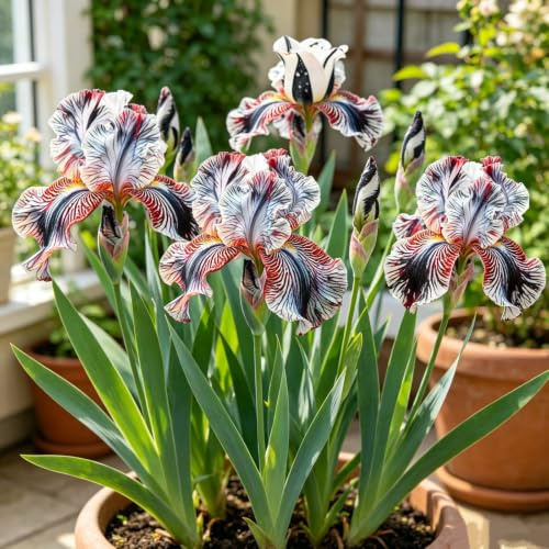 Bulbos de iris de primera calidad — Sin OGM — Ideales para jardinería doméstica (No artificiales)-4Bulbos-J