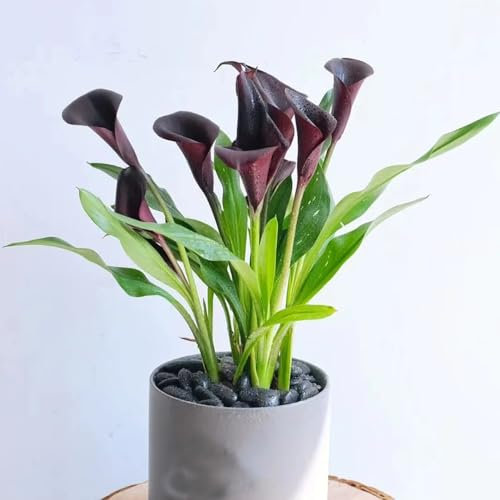 2 pcs calla zwiebeln winterhart, calla lilie zwiebeln, deko wohnzimmer zimmerpflanze, calla pflanze winterhart Knollen (Zantedeschia aethiopica) seltene pflanzen, zimmer deko topfpflanzen