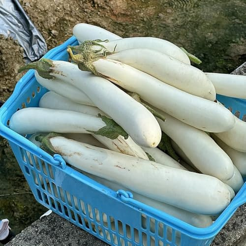 balcón de semillas de berenjena - organicas interior 400pcs