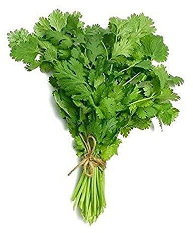 Coriander Plants, 6 x Plug Plant Pack, Herb Plants, Coriander, Kitchen or Garden, Grow Your Own, Indoor or Outdoor, Garden Ready and Ready to Plant, Premium Quality Herbs