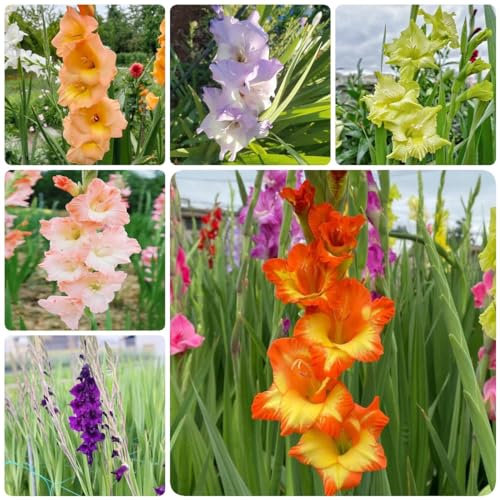 9 pcs pflanzenzwiebel gladiolen,Hydrokultur blumenzwiebeln frühblüher blumendeko,Gladiolus, kübelpflanzen blumen balkon zwiebeln extrem winterharte kübelpflanzen frühlingsblüher zwiebeln