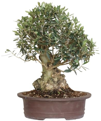 KENTIS - Bonsai di Olivo - Olea Europaea - Piante Vere da Esterno da Frutto - Vaso in Ceramica - H 50-60 cm Vaso Ø 35 cm