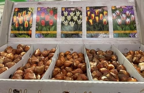 25 bulbi di tulipano colori misti di altezza variabile dai 25 ai 35 cm
