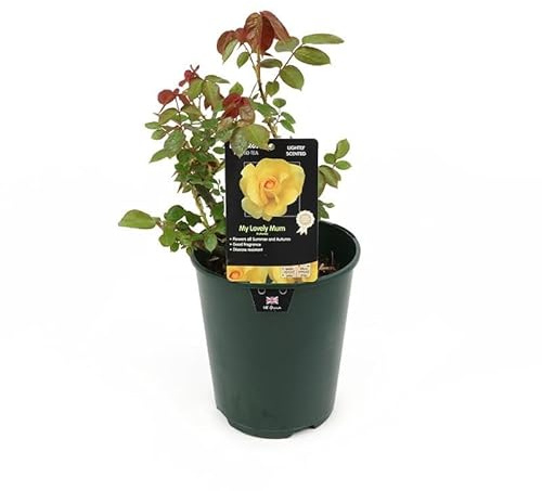 Rosal de Flor Grande Amarillo Natural Planta de Jardín para una Primavera Llena de Color