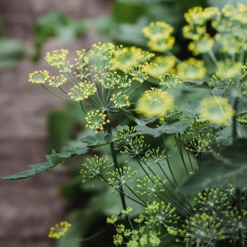 aneto, biologiche per la copertura del terreno semi di aneto giardino roccioso decorazioni giardino per esterni ufficio 700semi