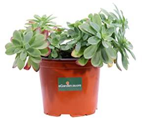 Pianta di Sedum Palmeri pianta grassa pianta succulenta da esterno pianta ornamentale pianta ricadente di Sedum pianta vera venduta da eGarden.store