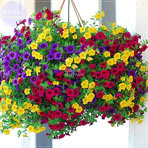 Portal Cool Hanging Petunia Mixed Color Seeds Flower Perennial Bonsai Calibrachoa - 200 Seed