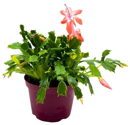 BubbleBlooms Christmas Cactus, 6 inch Holiday Cactus Thanksgiving Cactus, Crab Cactus, Easter Cactus, Seasonal Flowering