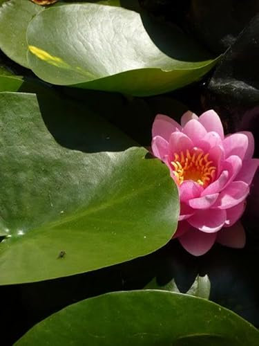 Ninfea 'Darwin' – Pianta Acquatica Viva a Radice Nuda Fiore Rosso Luminoso con Petali Larghi – Per Laghetti, Vasche e Stagni da Giardino – Coltivata in Italia