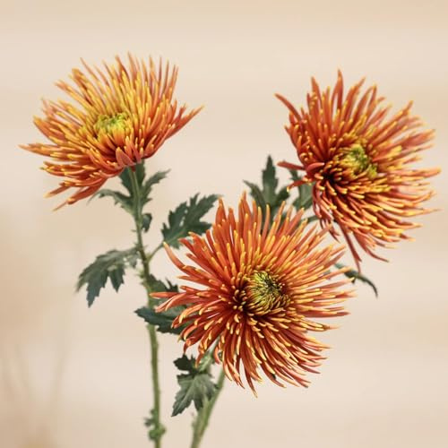 Chrysanthemen - balkonpflanzen steingartenpflanzen balkongewächshäuser gartendeko für draußen blumenwiese pflanzensamen seltene 200Samen