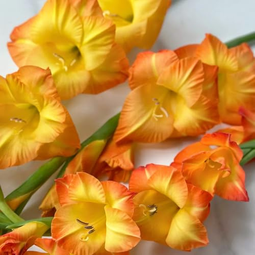 12bulbos Los de gladiolo son perennes y resistentes decorativas, gladiolo que ecen en primavera, decoraciones