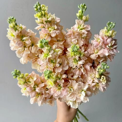 levkojen samen - gartenblumen blumen samen levkojen stauden balkonpflanzen blumensaat blumensamen mehrjährig winterhart gartenpflanzen blumenwiese wildblumen - Seltene Pflanzen - 100pcs