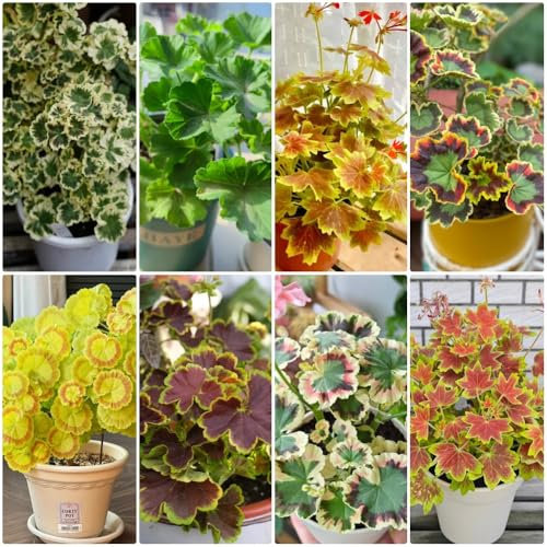 Geranien Samen - stauden winterhart mehrjährig Pelargonium hortorum - blumensamen mehrjährig winterhart pflanzen samen, garten samen samen garten, wildblumensamen samen blumen, bio 100pcs