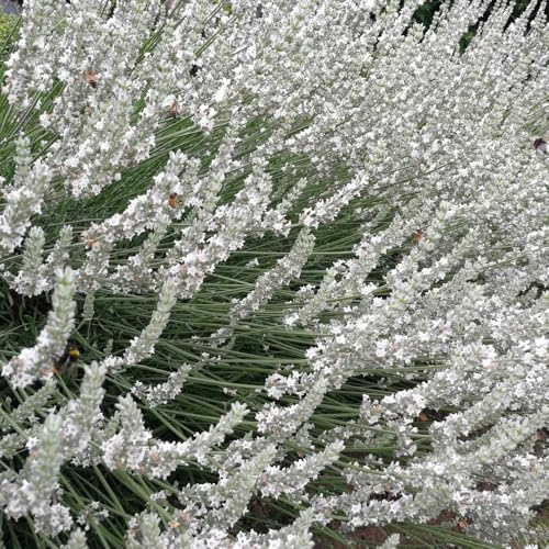 Semi di lavanda resistenti - esterno, giardino interno, varietà antiche 100pcs