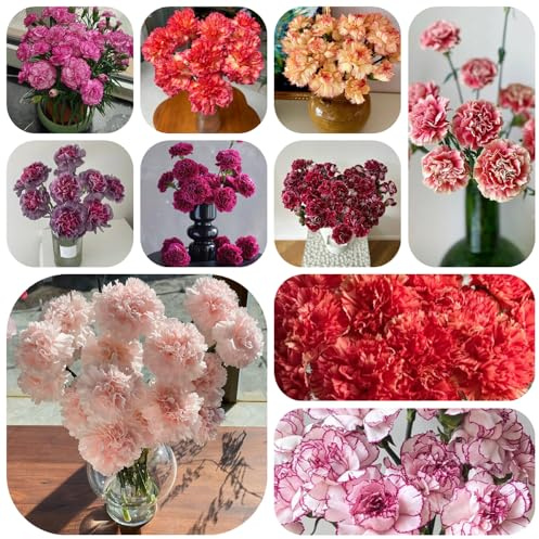 nelkensamen - steingarten bartnelken deko garten kübelpflanzen winterhart balkon bodendecker 350pcs
