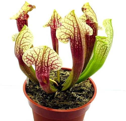 Planta Carnívora Sarracenia Natural: Naturaleza Viva que Protege tu Jardín