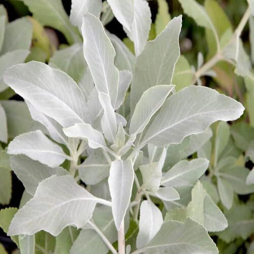 100 semi di salvia bianca