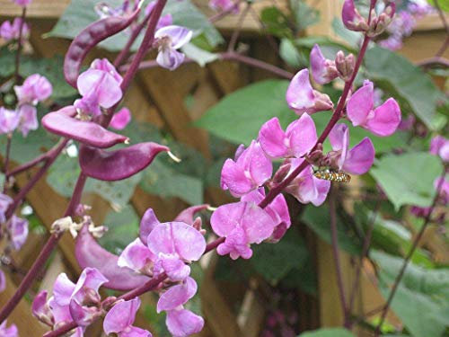 Lablab Beans Seeds Hyacinth Bean Exotic Climber USE in CURRIES (10 Seeds)