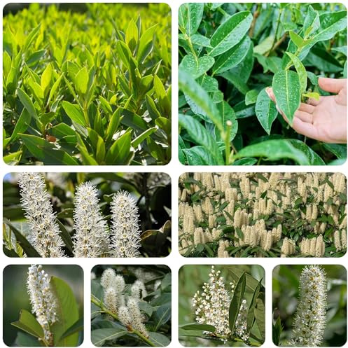 comprar semillas de laurel cerezo, decorativas resistentes al invierno para el jardín, orgánicas, 120pcs