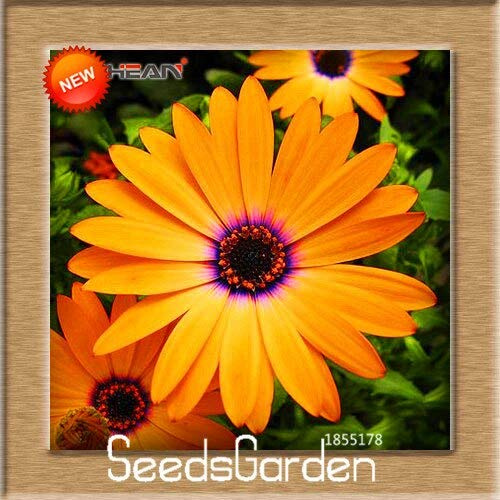 Nouvelles Graines De Marguerite À Fleurs Osteospermum Pour Un Magnifique Jardin Orange Ensemble De 100 Pièces