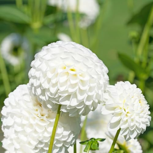 10 piezas bulbos de dalia - perennes resistentes, de jardín resistentes, jardín, bulbo del jardin rocas