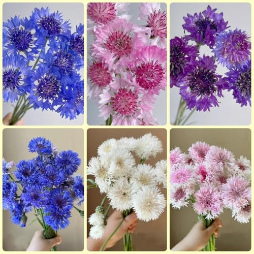 Kornblumen Samen pflanzen geschenk kornblumensamen, Centaurea cyanus blumensamen, pflanzensamen wildblumensamen mehrjährig winterhart blumen geschenk, bio saatgut blumensamen 250pcs