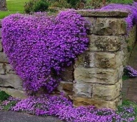 60 pièces de graines de fleurs de thym rampantes
