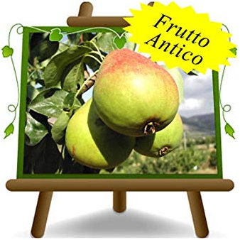 poirier poires santa maria plante fruitière vieux sur un pot de 26 max 200 cm - 4 ans